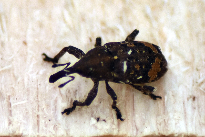 Large pine weevil