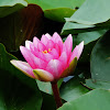 lotus flower