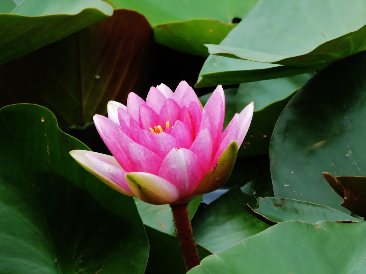 lotus flower