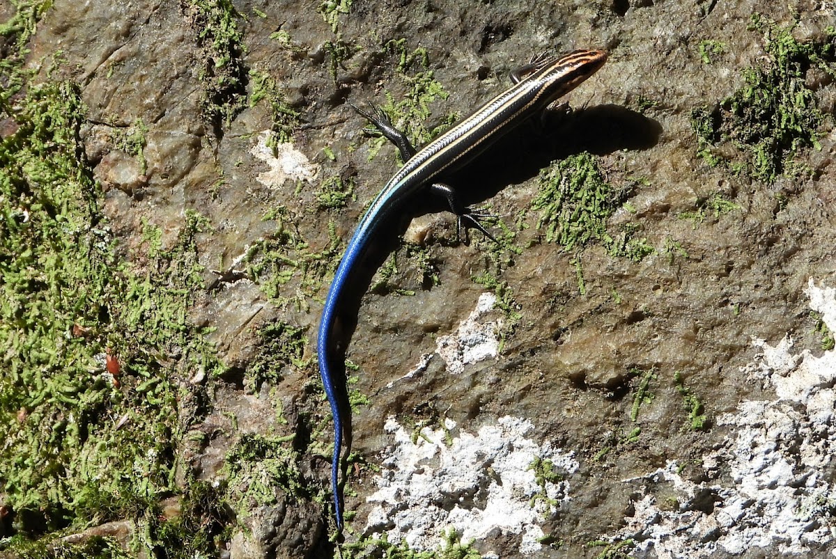 American five-lined skink (juvenile)