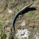 American five-lined skink (juvenile)