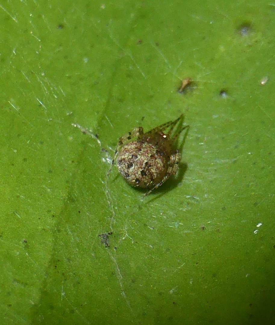 Cobweb Spider