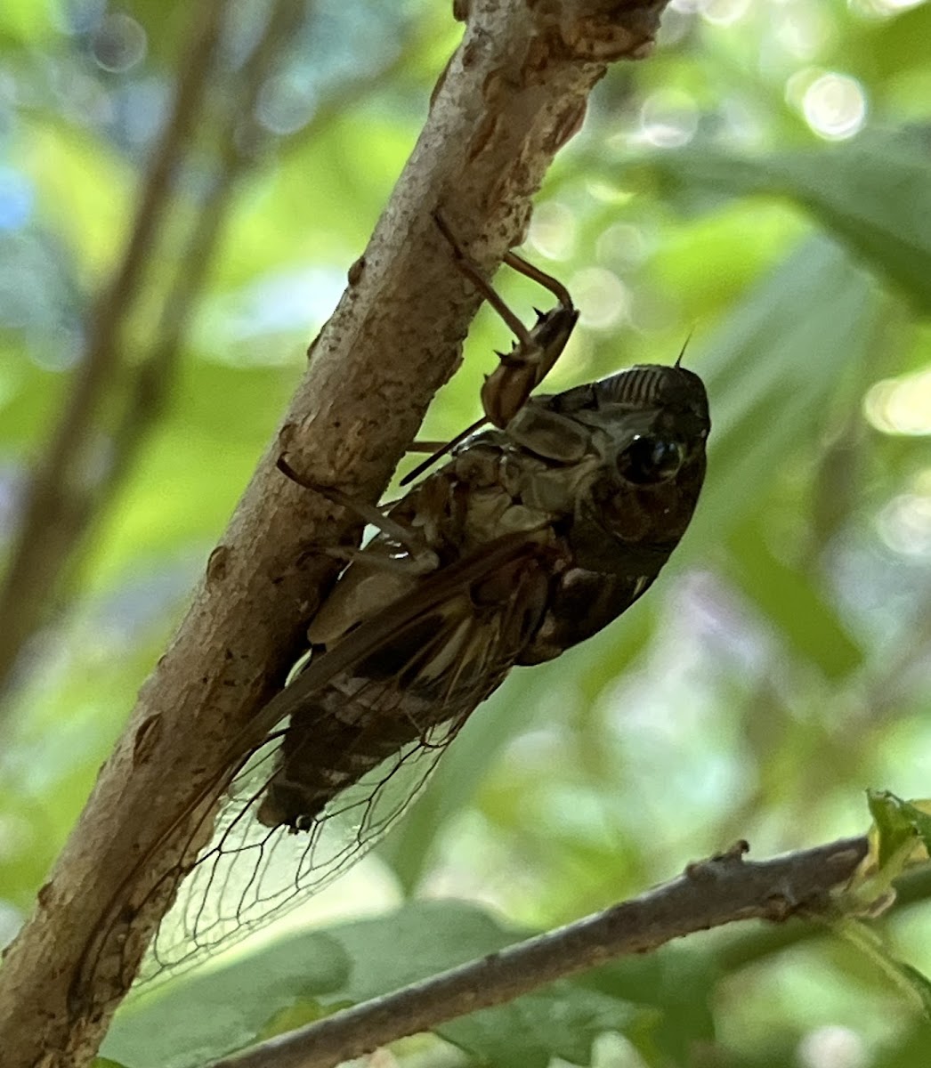 Resonant Cicada