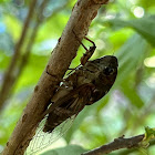 Resonant Cicada