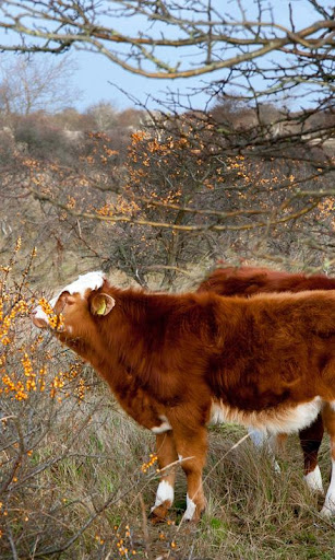 Cows and Orange Berries LWP