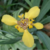 Yellow Walking Iris