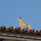 Cliff flycatcher