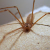 Cellar spider