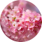 Item logo image for Cherry Blossom Wallpaper New Tab