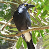 Pied Currawong