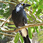 Pied Currawong