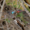 Blue-Faced Meadowhawk