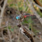 Blue-Faced Meadowhawk