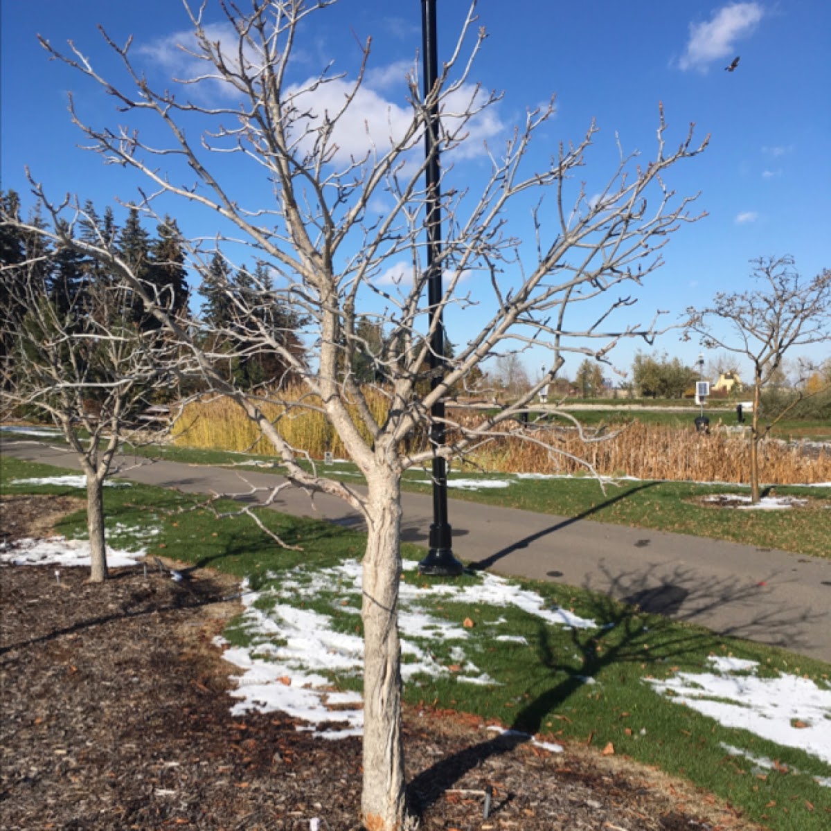 Ohio buckeye