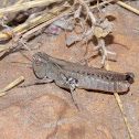 White-whiskered Grasshopper