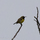 Olive-backed Sunbird