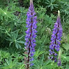 Large-Leaved Lupine