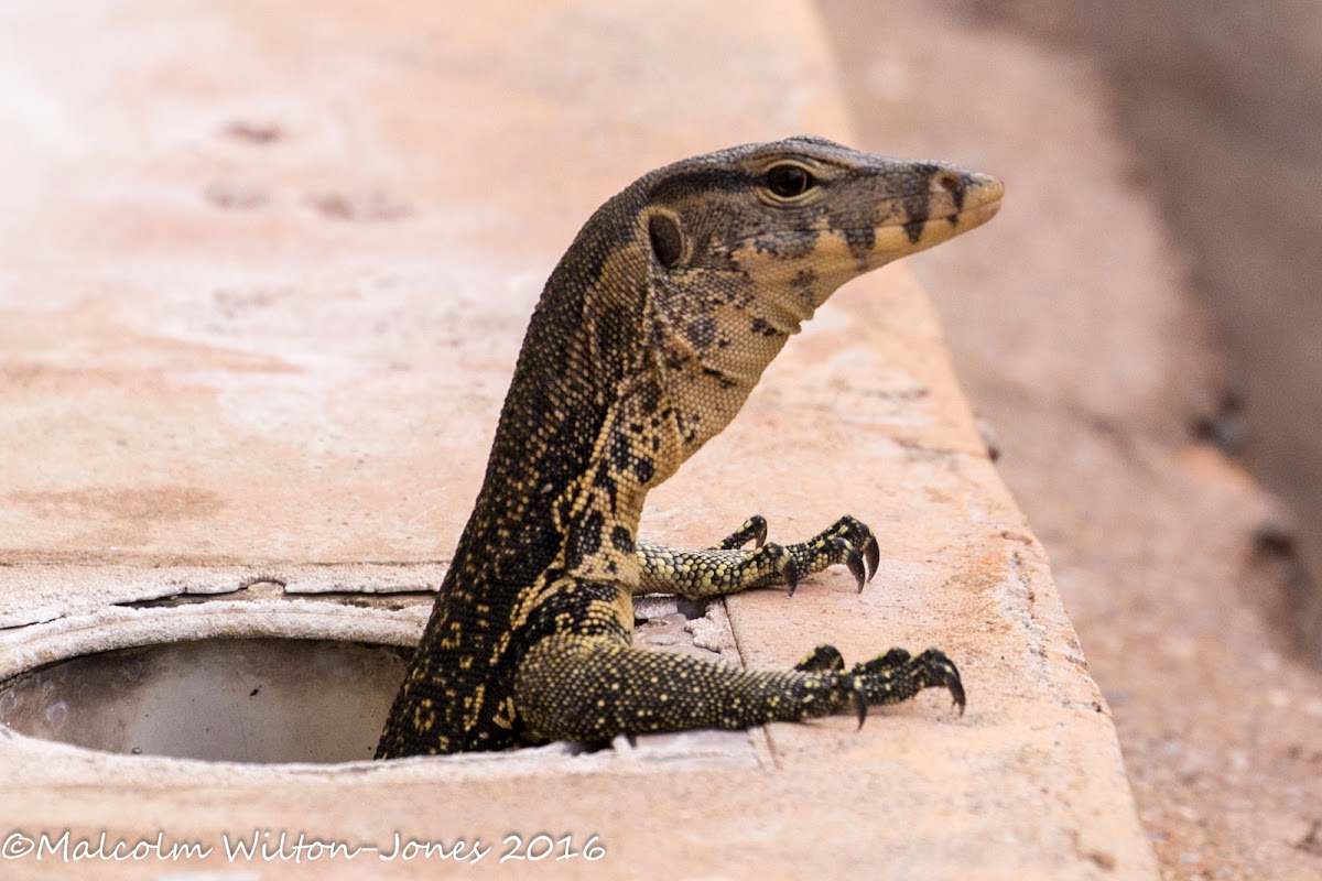 Malayan Water Monitor