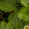 Transverse Lady Beetle