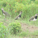 Southern lapwing