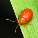 flea beetle