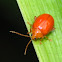 flea beetle