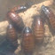 Giant hissing cockroaches