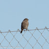 Black Redstart; Colirrojo Tizón