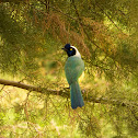 Inca Jay