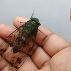 Cicada