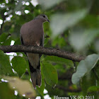 Spotted Dove