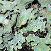 Cracked-shield lichen