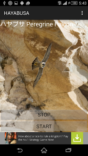 Peregrine Falcon cry