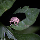 Weevil (Whitefringed Beetle)