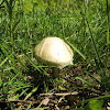 White Capped Mushroom