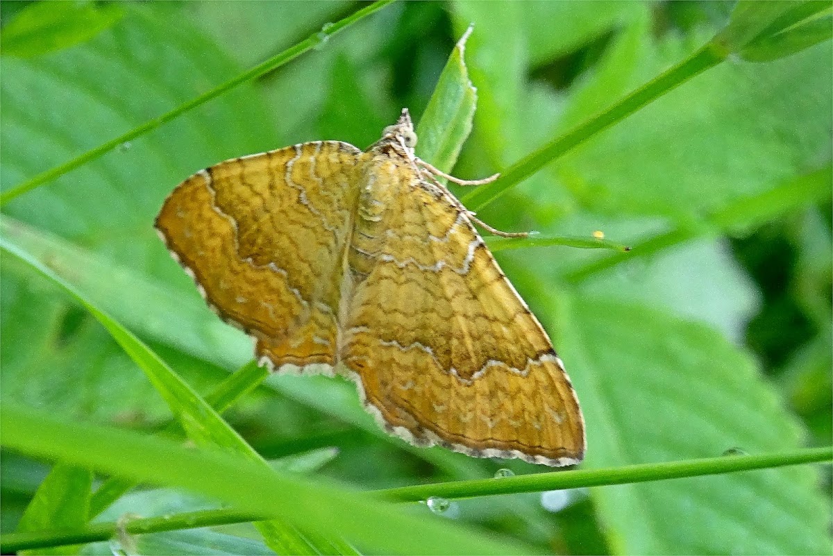 Yellow Shell