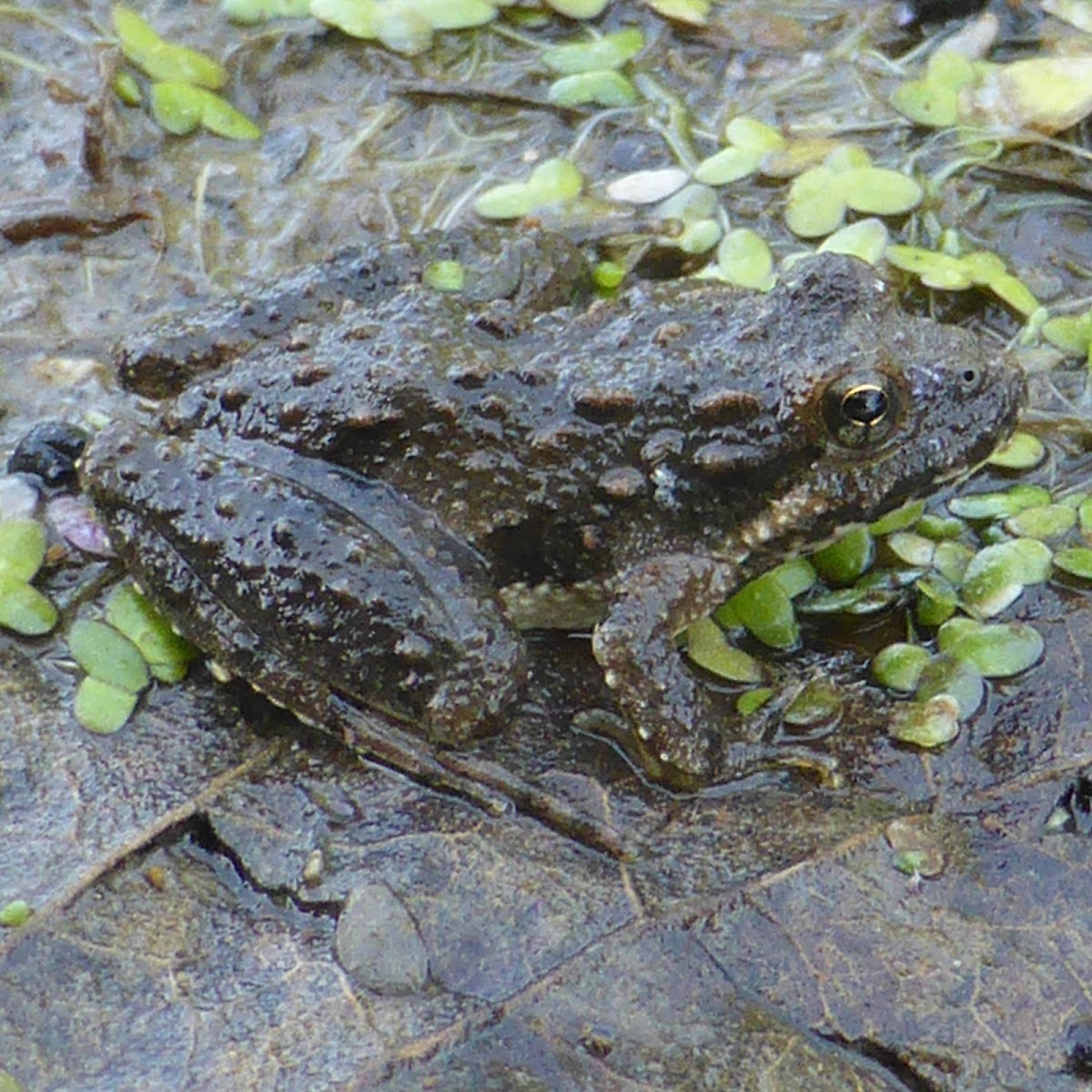 Blanchard's Cricket Frog