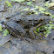 Blanchard's Cricket Frog