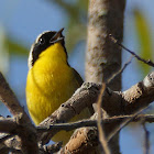 Common Yellowthroat