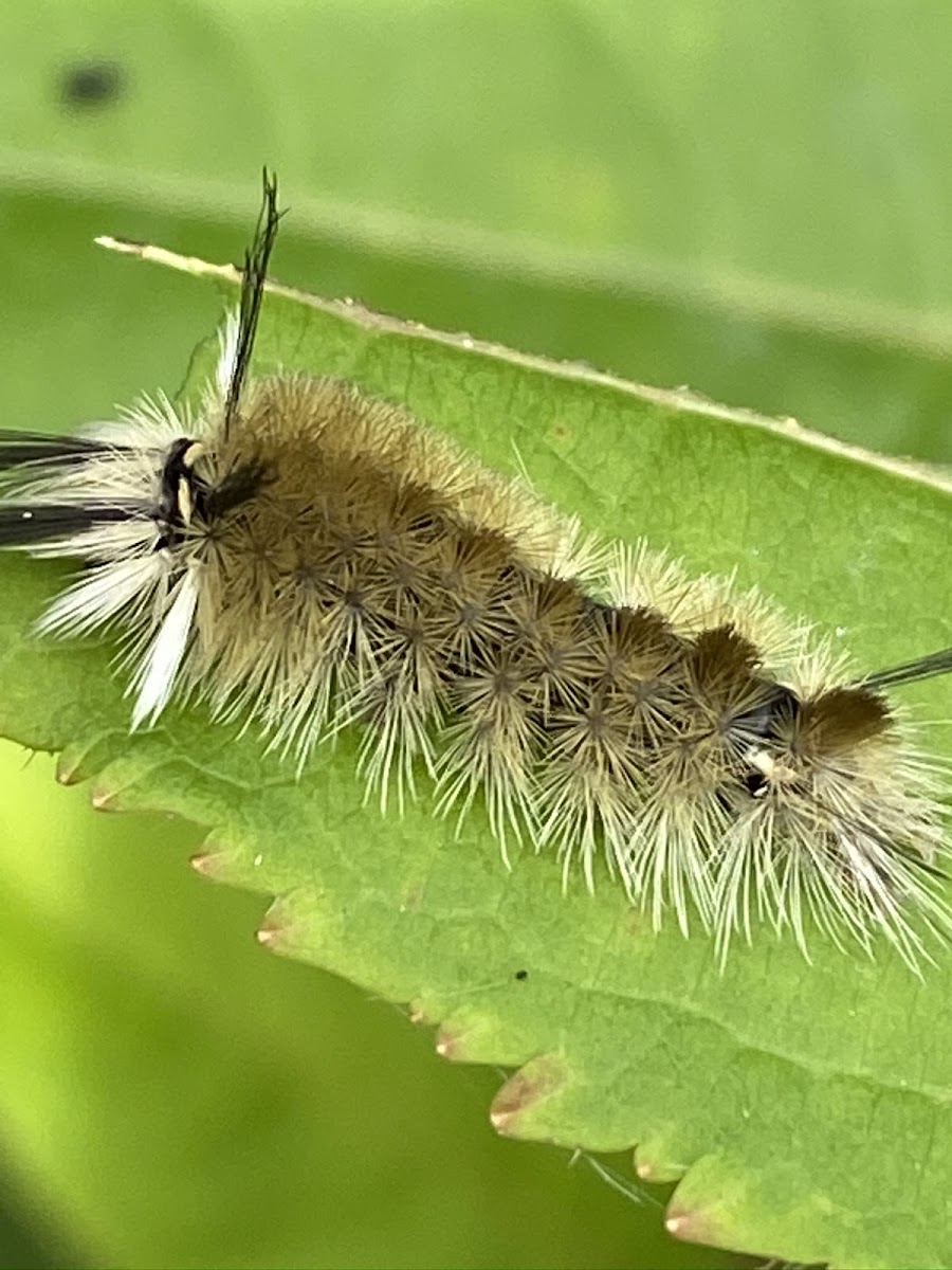 Banded Tussock Moth caterpillar