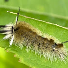 Banded Tussock Moth caterpillar