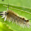 Banded Tussock Moth caterpillar