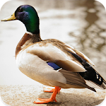 Cover Image of Tải xuống Duck Sounds 1.2 APK