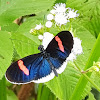 Heliconius