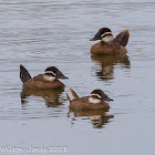 White-headed Duck; Malvasía