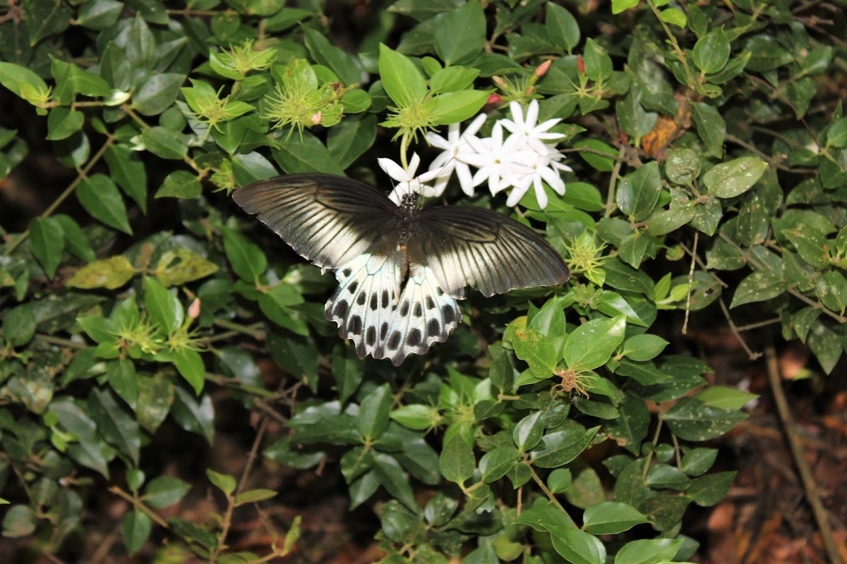 Blue Mormon