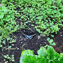 Spicebush swallowtail