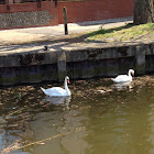 Mute swan