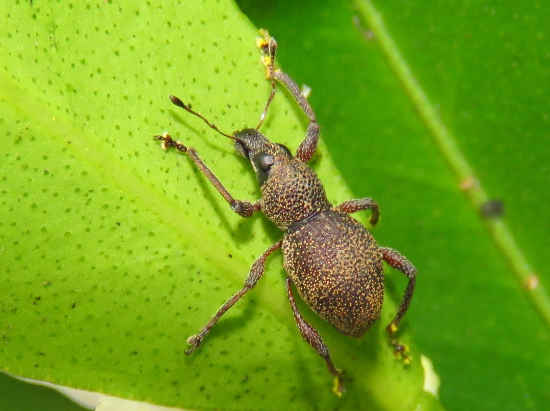 Broad-nosed Weevil