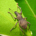 Broad-nosed Weevil